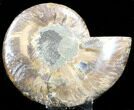 Agatized Ammonite Fossil (Half) #34257-1